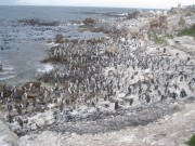 Bettys Bay African Penguin Colony