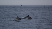 Boat Cruise Out To the Fastnet