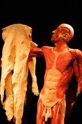 Body Worlds