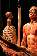 Body Worlds