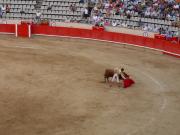 Bull Fight