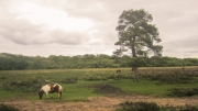 Camping in the New Forest May 2015