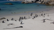 Cape Town 2014 Boulders Penguins