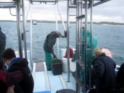 Gansbaai Shark Diving