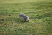 Greenwich Park Squirrels