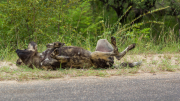 Kruger Park 2016