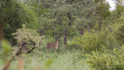 Kruger Park 2016