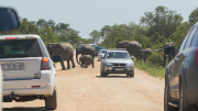 Kruger Park 2016