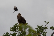 Kruger Park Bird and Eagle