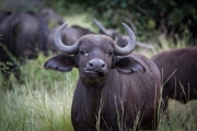 Kruger Park Buffalo