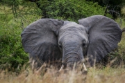 Kruger Park Elephant