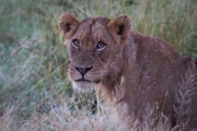 Kruger Park Game Drive Lions