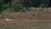 Kruger Park Hornbills Dust Bath