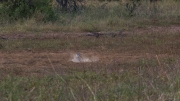 Kruger Park Hornbills Dust Bath