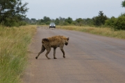 Kruger Park Hyena