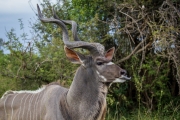 Kruger Park Kudu