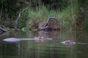 Kruger Park Lake Panic Hippo