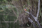 Kruger Park Lake Panic Kingfisher