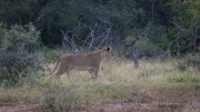 Kruger Park Lion Giraffe Stalk