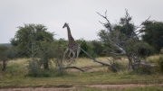 Kruger Park Lion Giraffe Stalk