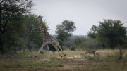 Kruger Park Lion Giraffe Stalk