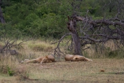 Kruger Park Lions