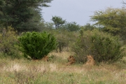 Kruger Park Lions