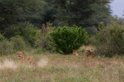 Kruger Park Lions