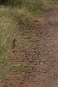 Kruger Park Meerkat