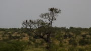 Kruger Park Vultures