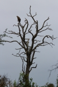 Kruger Park Vultures