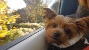 Mia on the Train To Walton November 2017