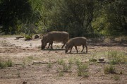 Pilanesberg April 2012