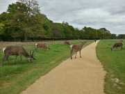 Richmond Park Deer