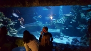 Silent Disco at the Aquarium February 2018