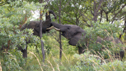 South Africa April 2017 Kruger Park