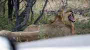 South Africa April 2017 Kruger Park