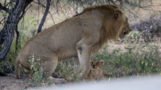 South Africa April 2017 Kruger Park