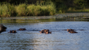 South Africa April 2017 Kruger Park