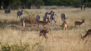 South Africa April 2017 Kruger Park