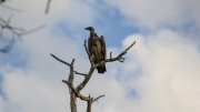 South Africa April 2017 Kruger Park