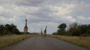 South Africa April 2017 Kruger Park