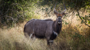 South Africa April 2017 Kruger Park