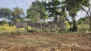 South Africa Mabalingwe 2026