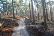 Swinley Forest Mountain Biking