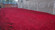 Tower of London Poppies