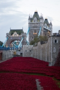 Tower of London Poppies