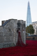 Tower of London Poppies