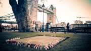 Tower of London Poppies