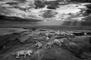 Wildlife Photographer of the Year 2014 Winner